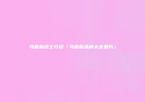 马爹利名士介绍「马爹利品种大全图片」