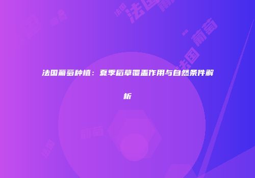 法国葡萄种植：夏季稻草覆盖作用与自然条件解析