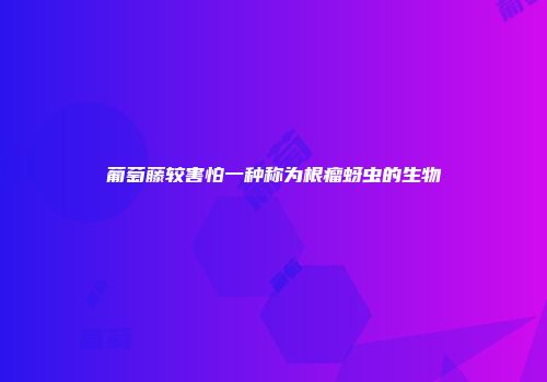 葡萄藤较害怕一种称为根瘤蚜虫的生物