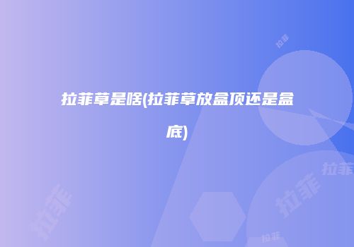 拉菲草是啥(拉菲草放盒顶还是盒底)
