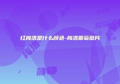 红梅洛是什么颜色-梅洛葡萄图片