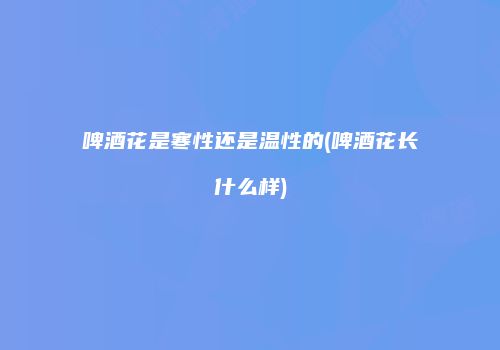 啤酒花是寒性还是温性的(啤酒花长什么样)