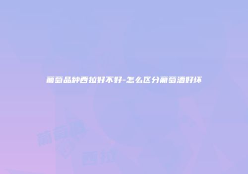 葡萄品种西拉好不好-怎么区分葡萄酒好坏